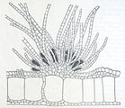Myriactula stellulata1